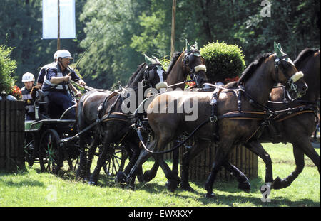 DEU, Germany, Aachen, CHIO Aachen, cross-country race with four-horse-coaches at the Aachen forrest.  DEU, Deutschland, Aachen,  Stock Photo