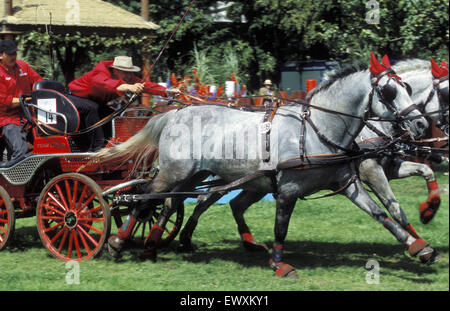 DEU, Germany, Aachen, CHIO Aachen, cross-country race with four-horse-coaches at the Aachen forrest.  DEU, Deutschland, Aachen,  Stock Photo