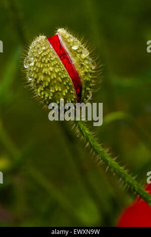 poppy bud Stock Photo