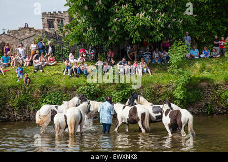 Washing horses in the river during Appleby Horse Fair