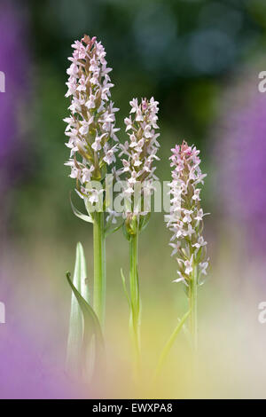 Early Marsh Orchids,Dactylorhiza incarnata,Great Britain Stock Photo