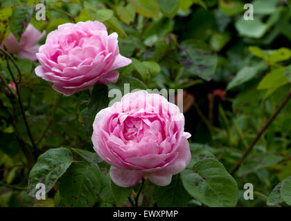 pink roses Stock Photo