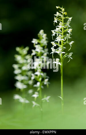 Greater Butterfly Orchids,Platanthera chlorantha, The South Downs National Park,Great Britain Stock Photo