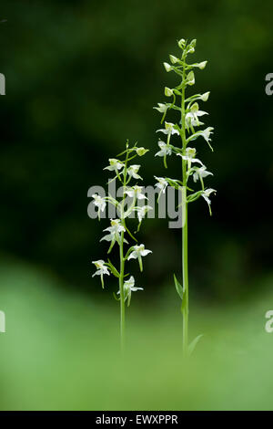 Greater Butterfly Orchids,Platanthera chlorantha, The South Downs National Park,Great Britain Stock Photo