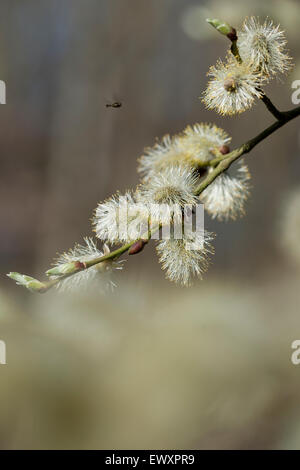 Spring Goat Willow Catkins,Salix caprea,Great Britain Stock Photo