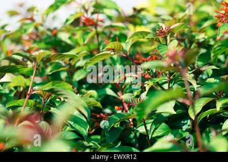 Nigeria's garden flower spaces seen in Abuja near airport road Stock Photo