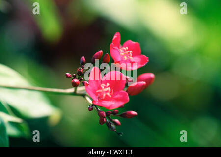 Nigeria's garden flower spaces seen in Abuja near airport road Stock Photo