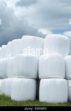 Round hay bales wrapped in plastic wrap stacked in a field on a cloudy stormy day Stock Photo