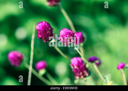 Nigeria's garden flower spaces seen in Abuja near airport road Stock Photo