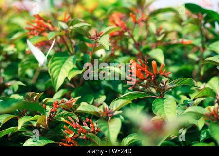 Nigeria's garden flower spaces seen in Abuja near airport road Stock Photo