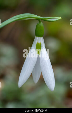 Galanthus elwesii var monostictus ' Three leaves ' Stock Photo