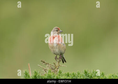 Male linnet (Carduelis cannabina) perched on top of a gorse bush. Stock Photo