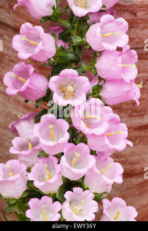 Campanula bellflower (campanula formanekiana) plant in bloom Stock Photo