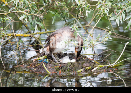 A Great Crested Grebe checking the three eggs in its nest. Stock Photo