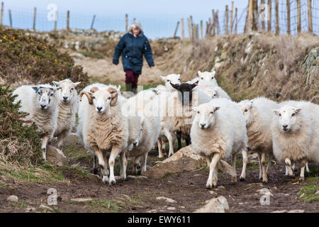 Sheep and walker/ hiker on path /trail near Traeth Llyfn beach  on Pembrokeshire Coast Path, South West Wales. March. The coasta Stock Photo