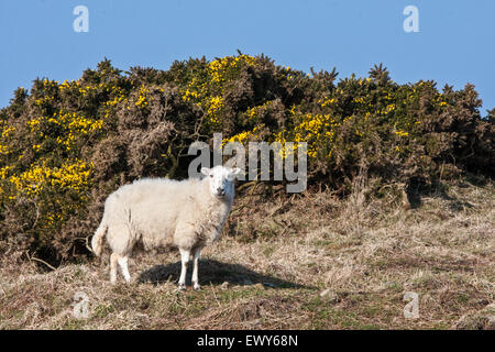 Sheep and gorse on cliffside above Traeth Llyfn beach on the Pembrokeshire Coast Path, South West Wales. March. The coastal path Stock Photo