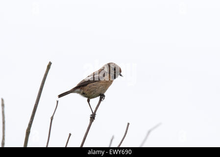 Male Stonechat perched on twigs at Newhaven, east Sussex Stock Photo