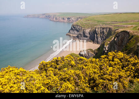 Musselwick Sands and gorse near Marloes. Photo taken from  Pembrokeshire Coast Path, South West Wales. April. This lovely beach Stock Photo