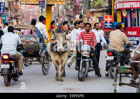Sacred Brahmin bull / cow wanders through the street.  Here at Gadolia Chowk a busy shopping distrct / area of Varanasi. The cul