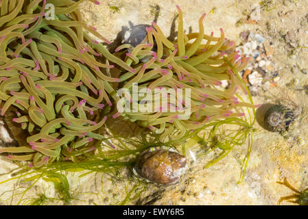 A group of Snakelock's anemones in a chalk rock pool at Hope Gap near Seaford, East Sussex Stock Photo