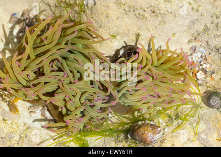 A group of Snakelock's anemones in a chalk rock pool at Hope Gap near Seaford, East Sussex Stock Photo