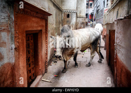 Brahmin bull cow wanders through the narrow atmospheric but confusing labyrinthine back lanes of Varanasi's 'Old City' ,India,Indian,narrow,lane,lanes
