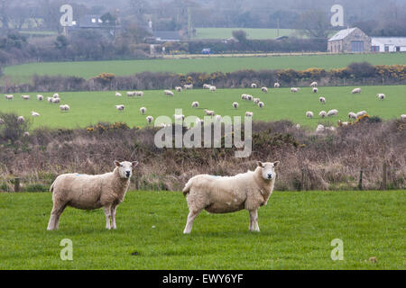 Field of sheep and lambs near Newport on Pembrokeshire Coast Path, South West Wales. March. The coastal path is a designated Nat Stock Photo