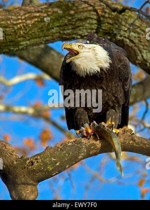 American Bald Eagle with Fish Stock Photo