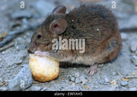 Rat gnawing a cheesy flavored human snack on the street. Nea madytos ...
