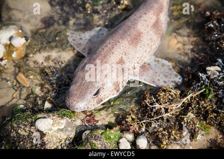 Lesser Spotted Dogfish, Scyliorhinus canicula, in rock pool, Gower, South Wales Stock Photo