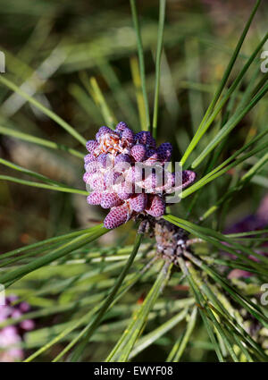 Huangshan Pine Flowers, Pinus hwangshanensis, Pinaceae.  Southeast China. Stock Photo