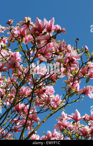 Magnolia 'Star Wars', Magnoliaceae. Stock Photo