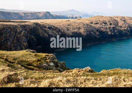 Sheep covered peninsula near Traeth Llyfn beach with Abereiddy Tower in distance on Pembrokeshire Coast Path, South West Wales. Stock Photo