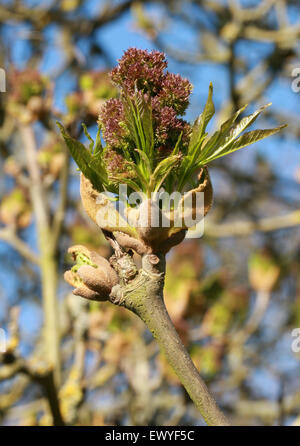 Manna Ash or South European Flowering Ash, Fraxinus ornus, Oleaceae.  South East Europe. Stock Photo