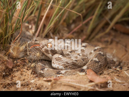Sind saw-scaled viper (Echis carinatus), Sharjah, UAE Stock Photo