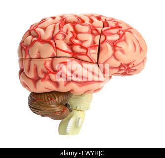 Human Brain Model Side View Isolated on White Background. Stock Photo