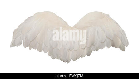 Fanned Out Bird Wings Isolated on White Background. Stock Photo
