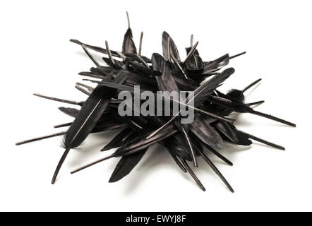 Black Feathers in a Pile Isolated on White Background. Stock Photo