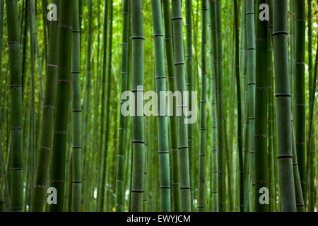 Bamboo forest in Arashiyama, Kyoto, Japan Stock Photo