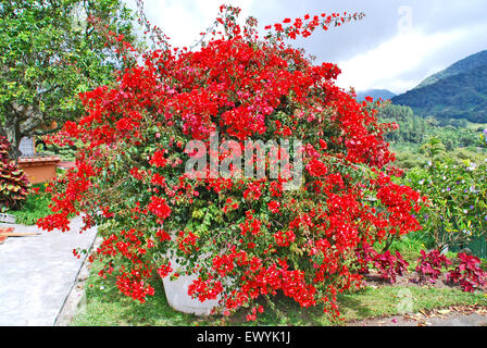 A huge flowerpot with a big bush of red roses in a garden in Boquete Chiriqui, Panama. Stock Photo