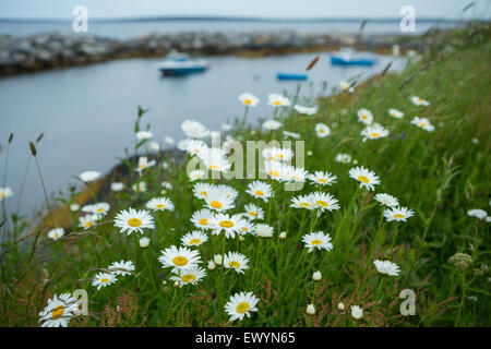 Daisies growing on the side of the road in Blue Rocks, Nova Scotia Stock Photo