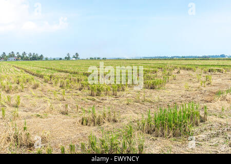Paddy fields after harvesting with blue skies Stock Photo