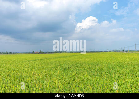 Padi Field, Sekinchan, Malaysia Stock Photo