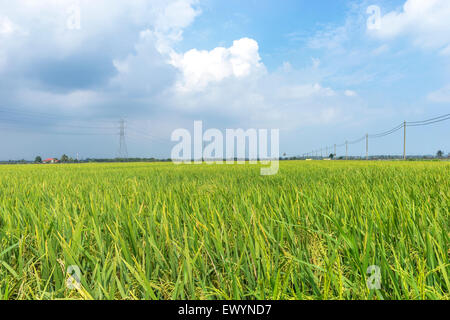 Padi Field, Sekinchan, Malaysia Stock Photo