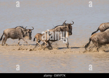 Wildebeest crossing a lake, Tanzania. Stock Photo