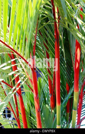 clumping lipstick palm or Cyrtostachys renda Stock Photo