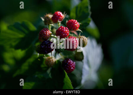 Black Raspberries on the Bush Stock Photo - Alamy