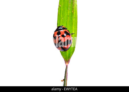 ladybird on green leaf isolated on a white background Stock Photo