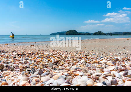 Beach shells at seashore Stock Photo