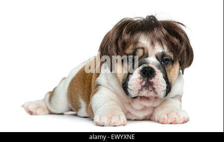 English bulldog puppy wearing a wig in front of white background Stock Photo